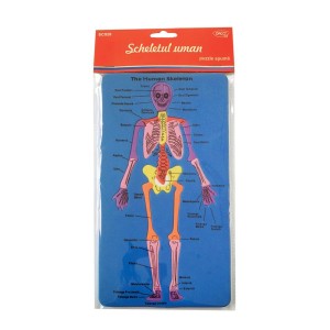 Set didactic Daco SD028 Scheletul uman